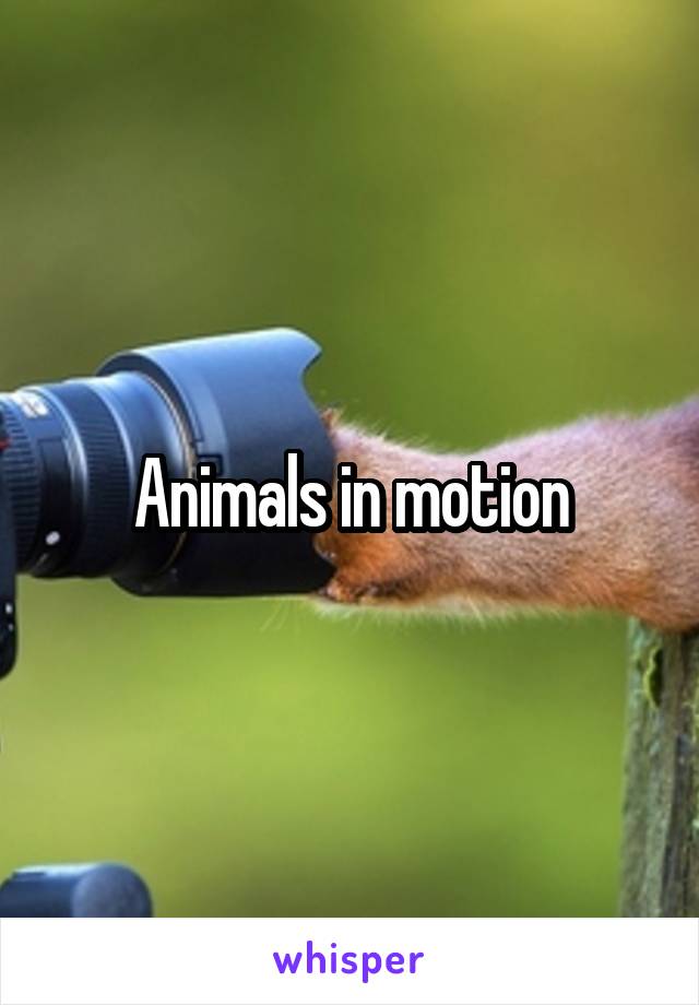 Animals in motion