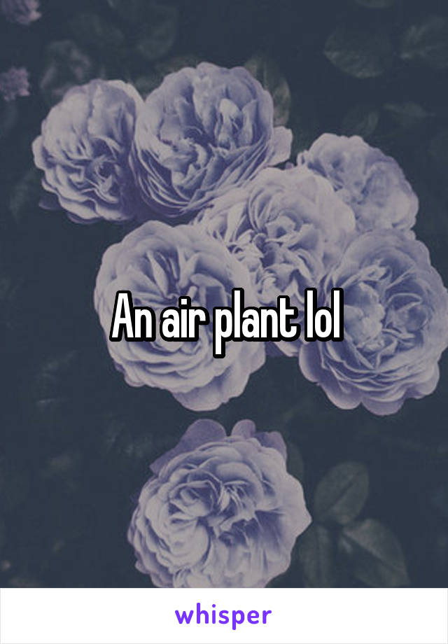 An air plant lol