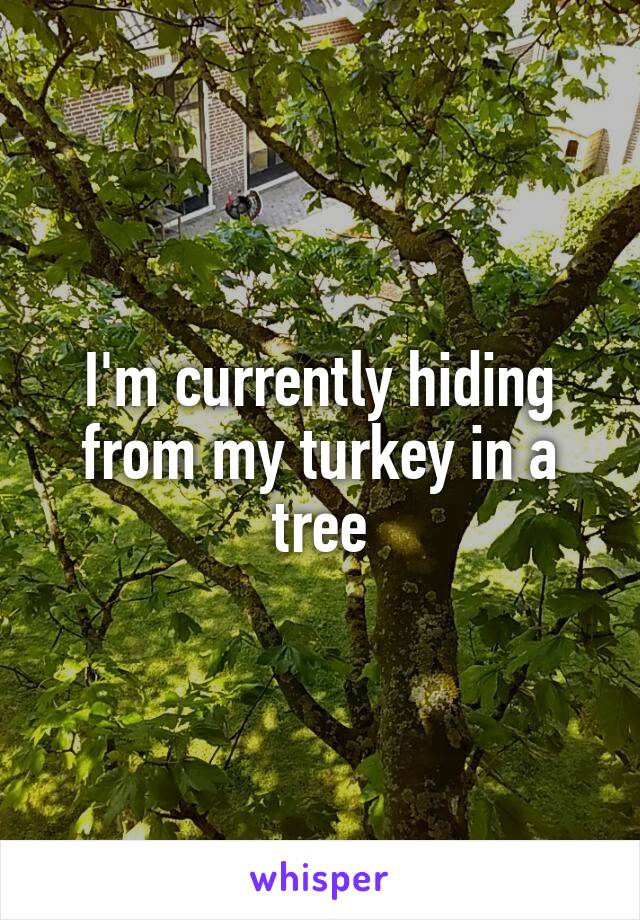 I'm currently hiding from my turkey in a tree