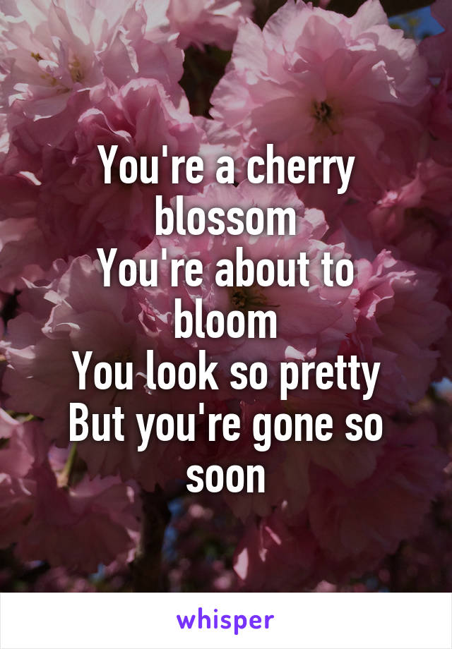 You're a cherry blossom
You're about to bloom
You look so pretty
But you're gone so soon