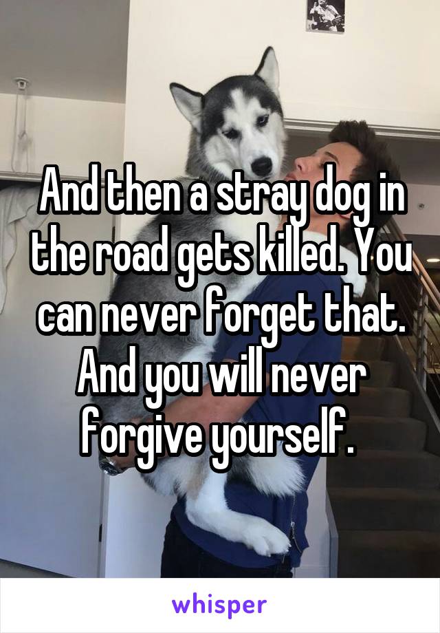 And then a stray dog in the road gets killed. You can never forget that. And you will never forgive yourself. 