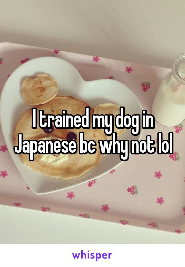 I trained my dog in Japanese bc why not lol