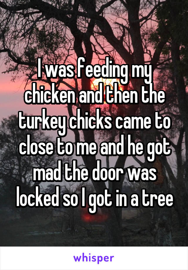I was feeding my chicken and then the turkey chicks came to close to me and he got mad the door was locked so I got in a tree