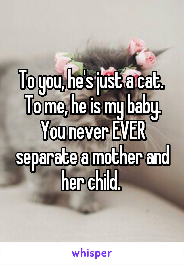 To you, he's just a cat. 
To me, he is my baby.
You never EVER separate a mother and her child. 