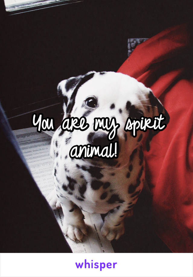 You are my spirit animal! 