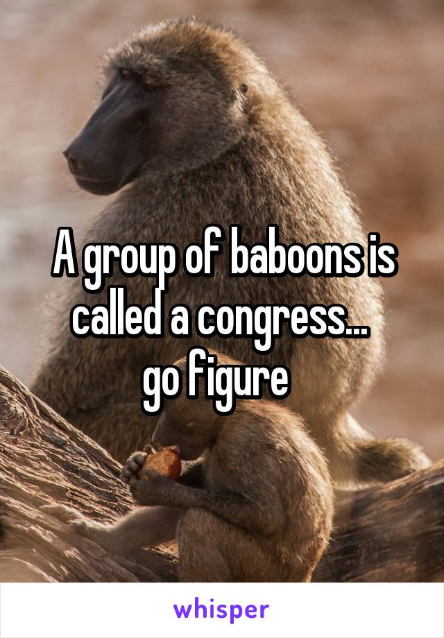 A group of baboons is called a congress... 
go figure  