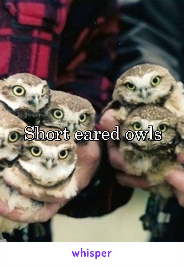 Short eared owls