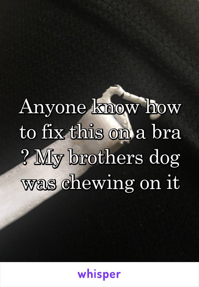 Anyone know how to fix this on a bra ? My brothers dog was chewing on it