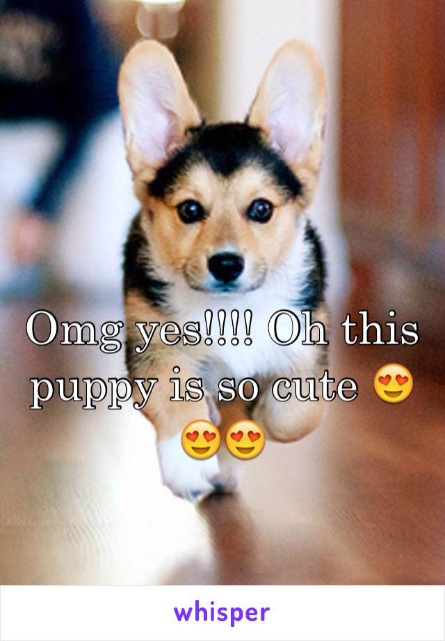 Omg yes!!!! Oh this puppy is so cute 😍😍😍