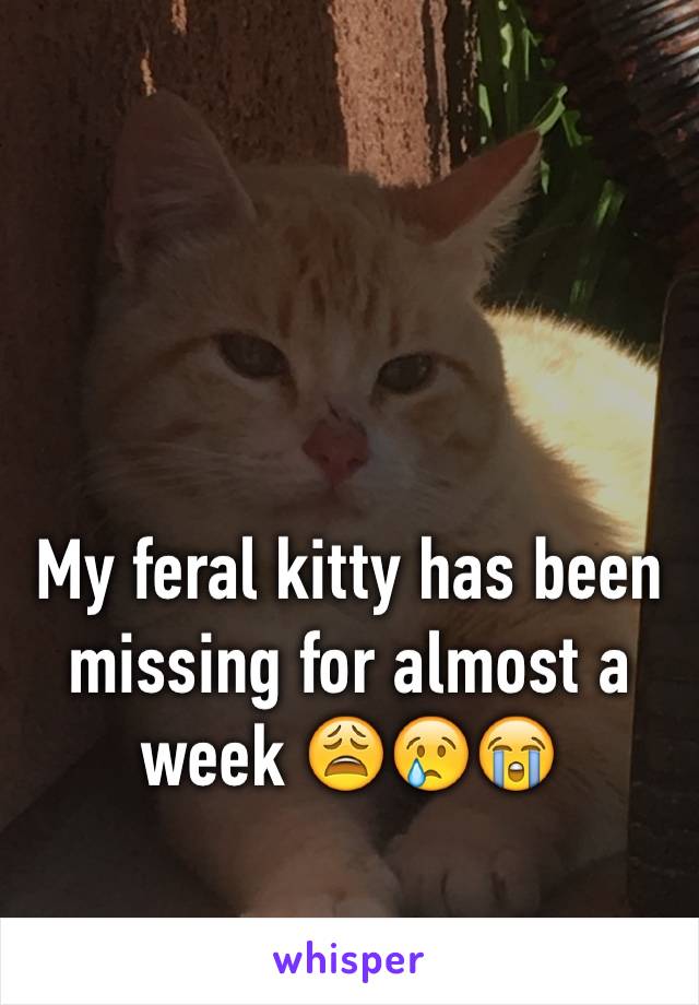 My feral kitty has been missing for almost a week 😩😢😭