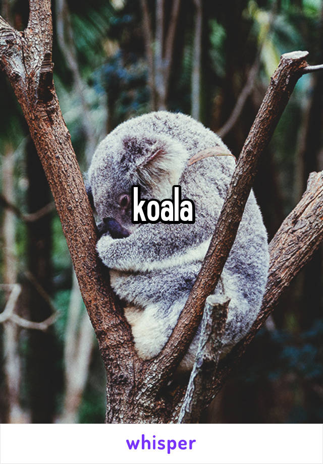 koala
