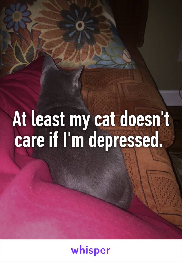 At least my cat doesn't care if I'm depressed. 