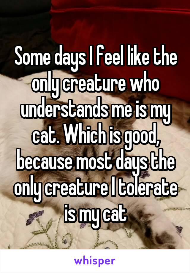 Some days I feel like the only creature who understands me is my cat. Which is good, because most days the only creature I tolerate is my cat
