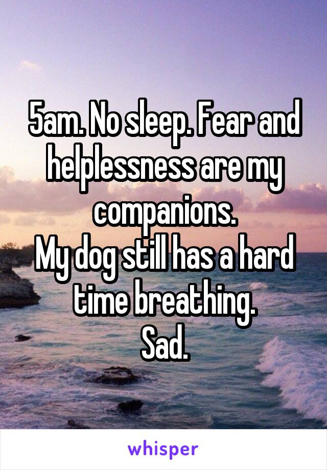 5am. No sleep. Fear and helplessness are my companions.
My dog still has a hard time breathing.
Sad.