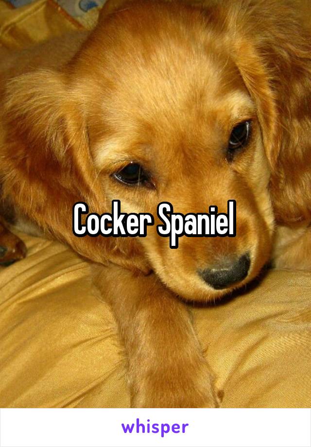 Cocker Spaniel 