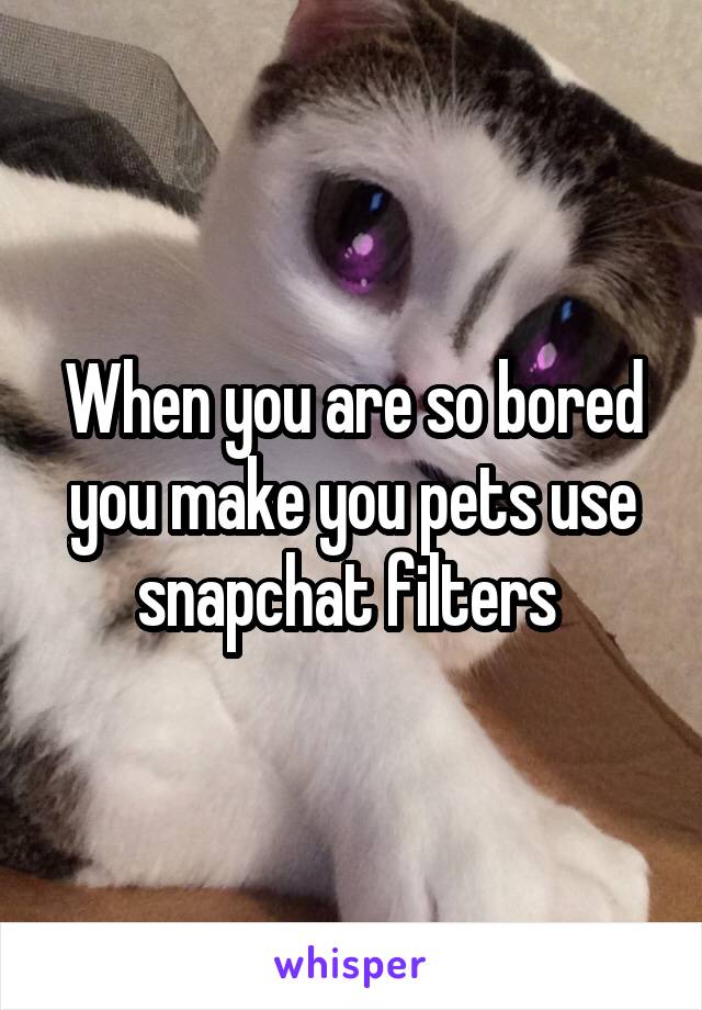 When you are so bored you make you pets use snapchat filters 