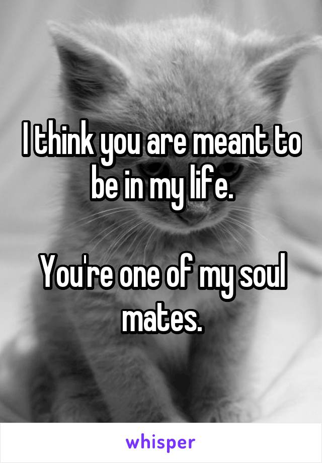 I think you are meant to be in my life.

You're one of my soul mates.