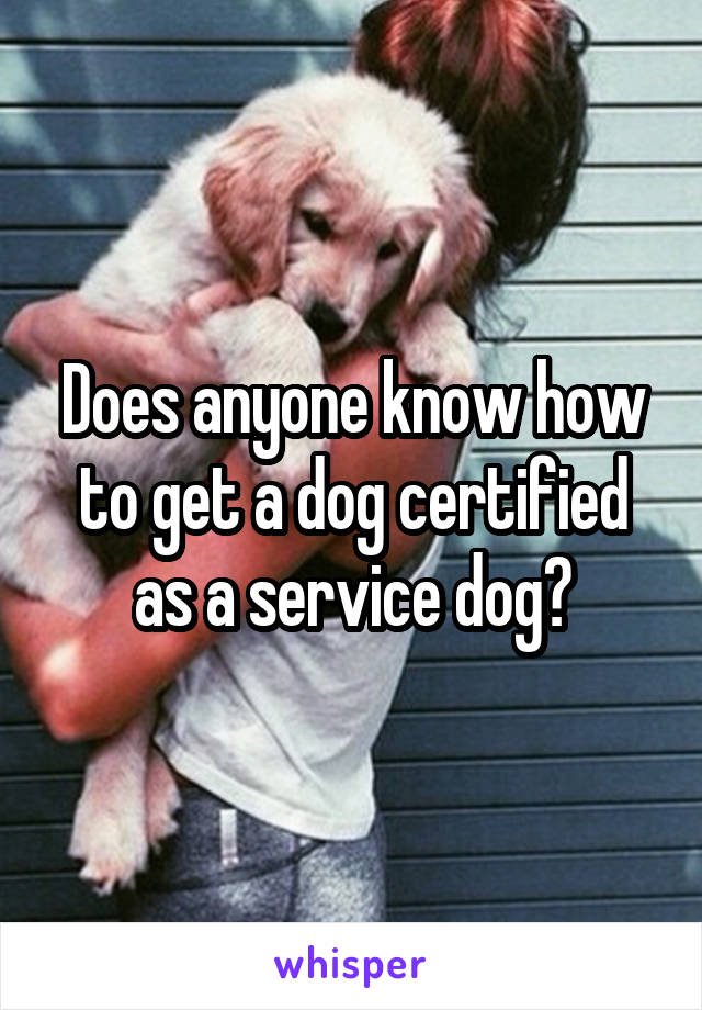 Does anyone know how to get a dog certified as a service dog?