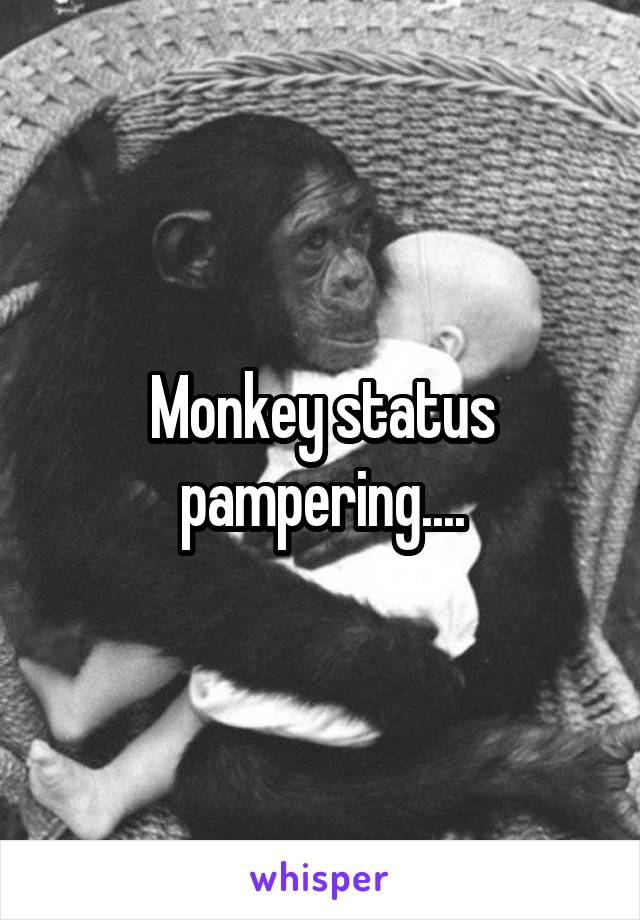 Monkey status pampering....