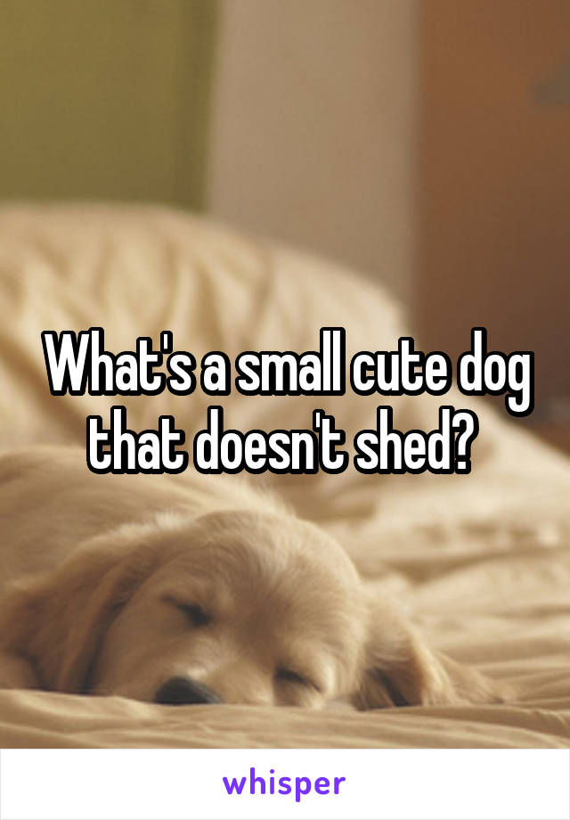 What's a small cute dog that doesn't shed? 