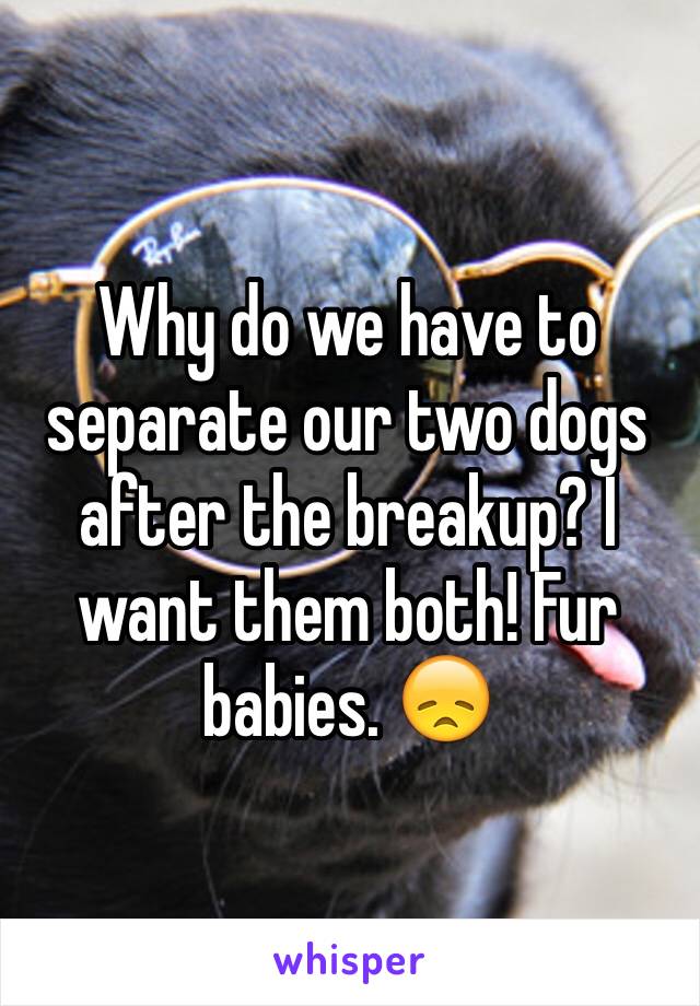 Why do we have to separate our two dogs after the breakup? I want them both! Fur babies. 😞