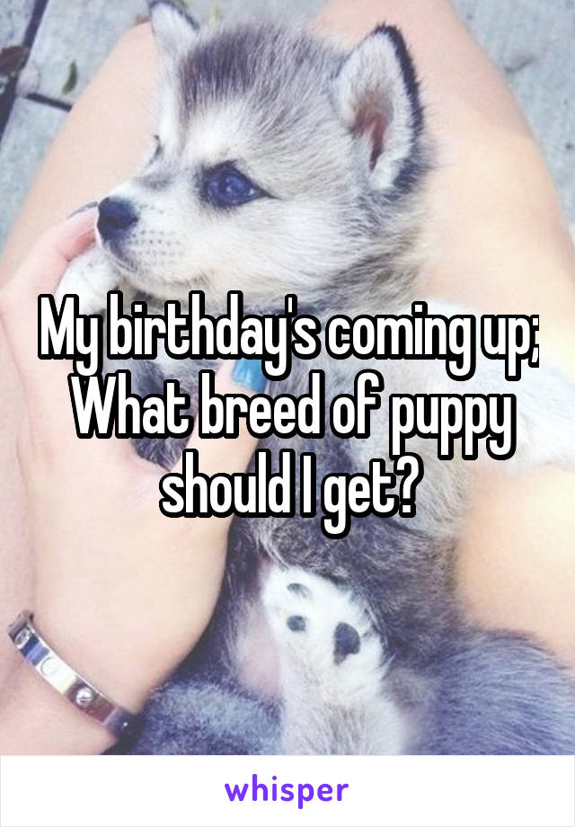 My birthday's coming up; What breed of puppy should I get?