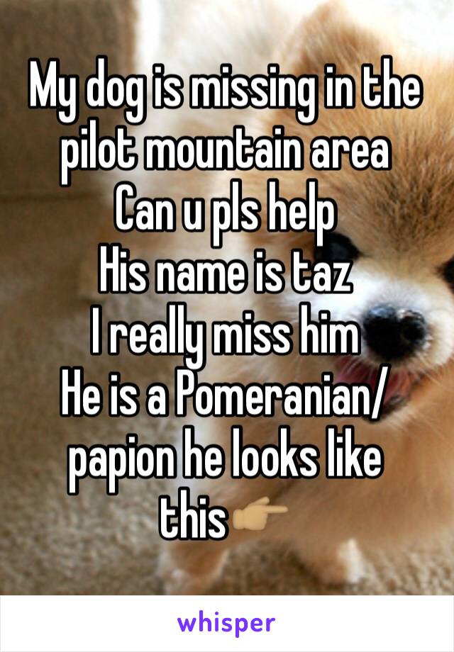 My dog is missing in the pilot mountain area 
Can u pls help 
His name is taz 
I really miss him 
He is a Pomeranian/papion he looks like this👉🏽
