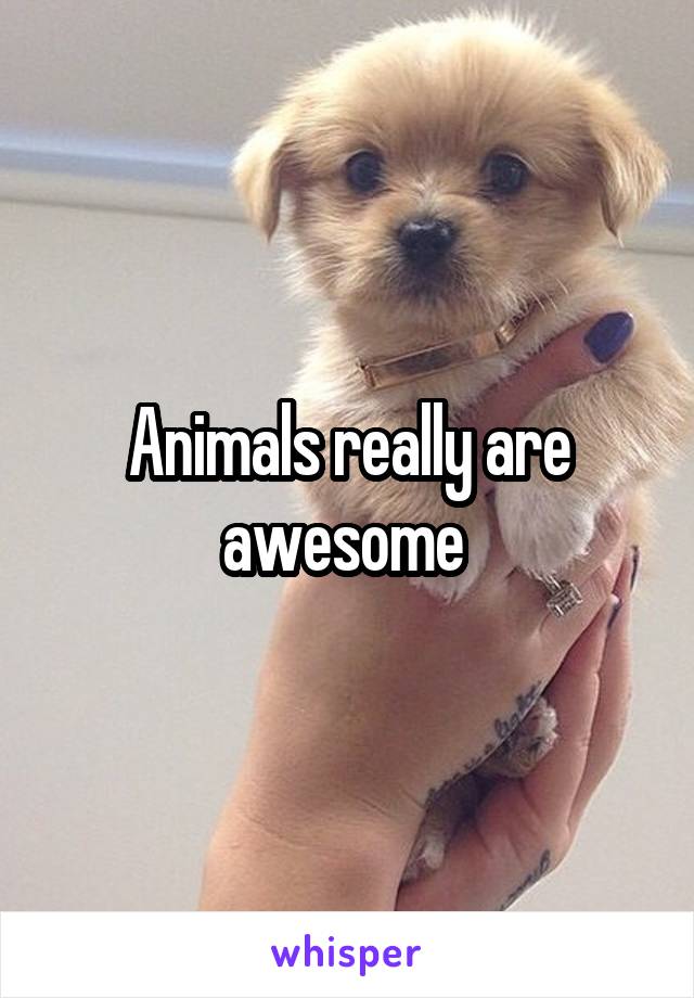 Animals really are awesome 