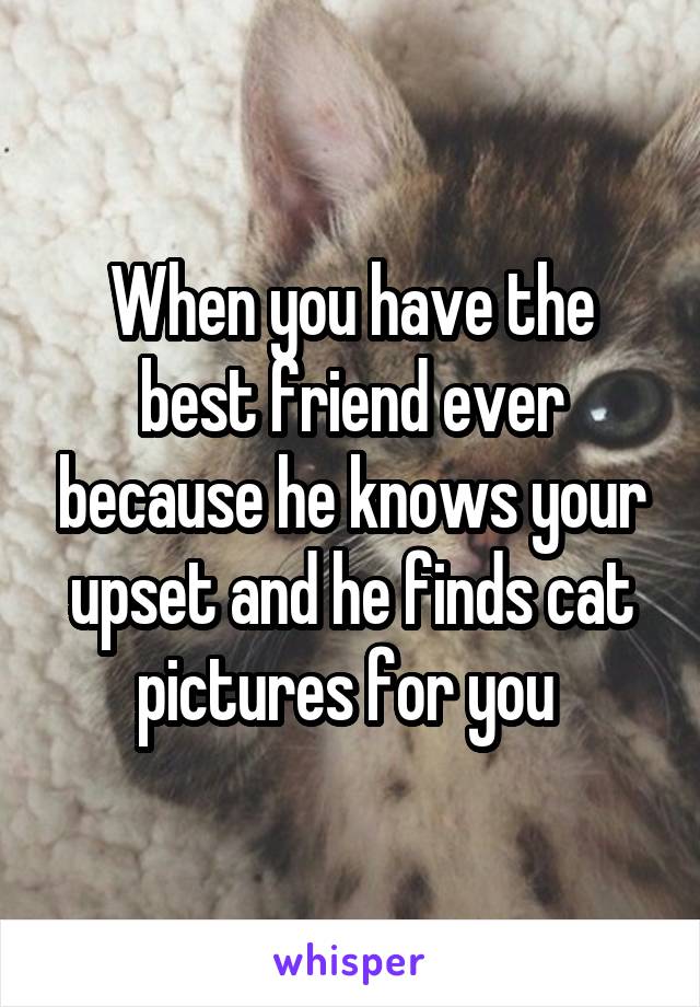 When you have the best friend ever because he knows your upset and he finds cat pictures for you 