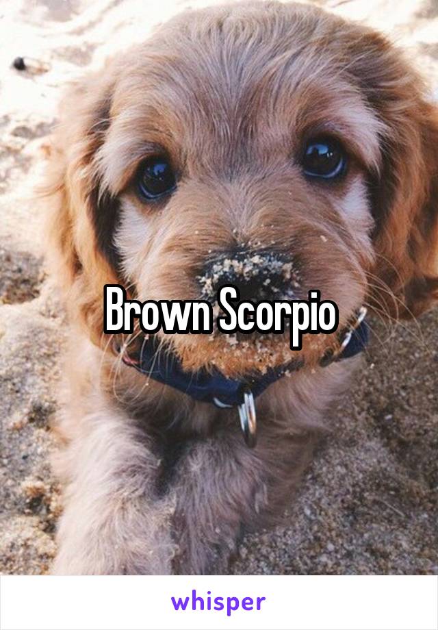 Brown Scorpio