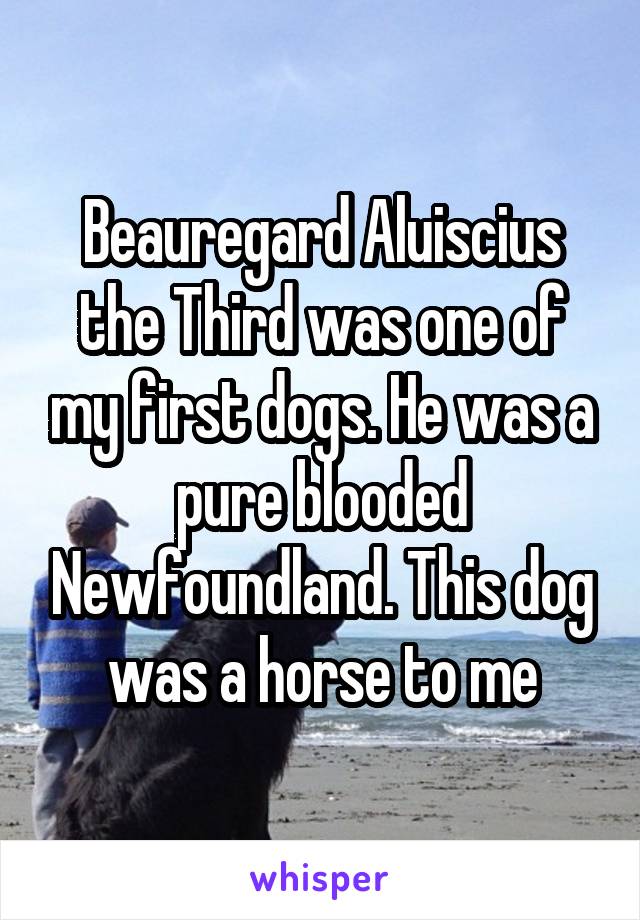 Beauregard Aluiscius the Third was one of my first dogs. He was a pure blooded Newfoundland. This dog was a horse to me