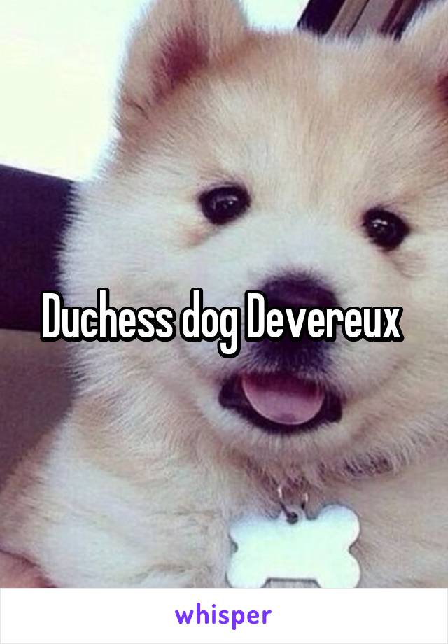 Duchess dog Devereux 