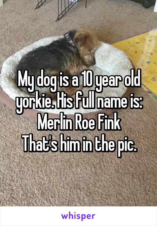 My dog is a 10 year old yorkie. His full name is:
Merlin Roe Fink
That's him in the pic.