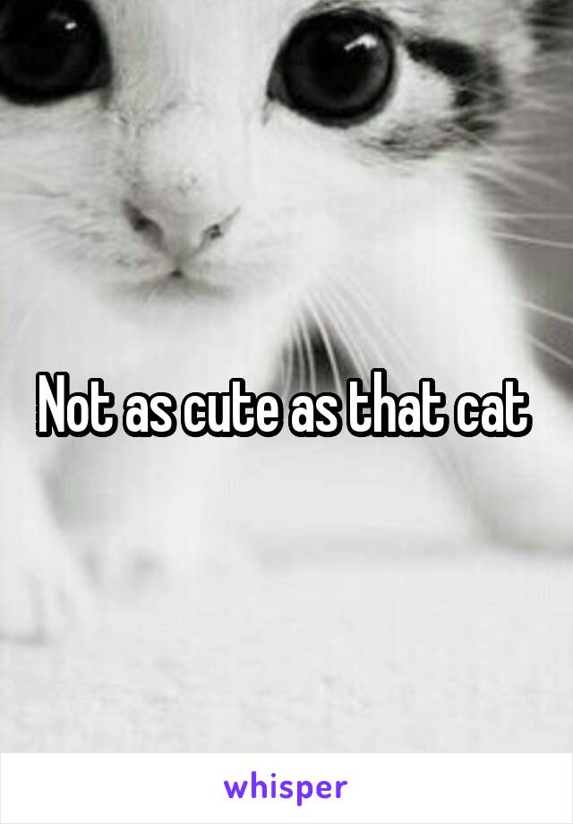 Not as cute as that cat 