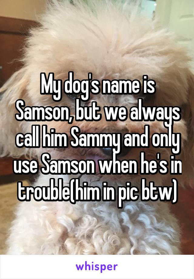 My dog's name is Samson, but we always call him Sammy and only use Samson when he's in trouble(him in pic btw)