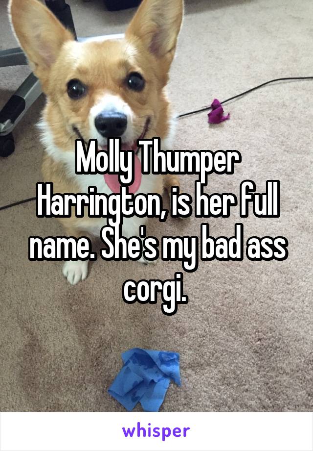 Molly Thumper Harrington, is her full name. She's my bad ass corgi. 