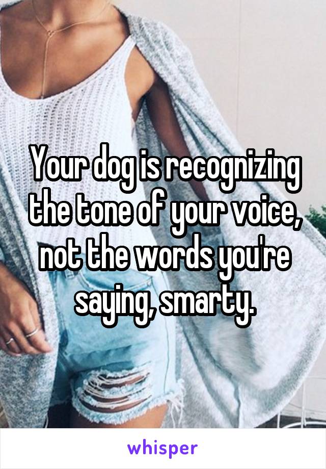 Your dog is recognizing the tone of your voice, not the words you're saying, smarty.