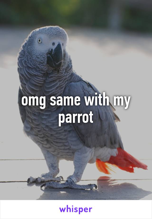 omg same with my parrot