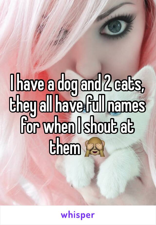 I have a dog and 2 cats, they all have full names for when I shout at them 🙈