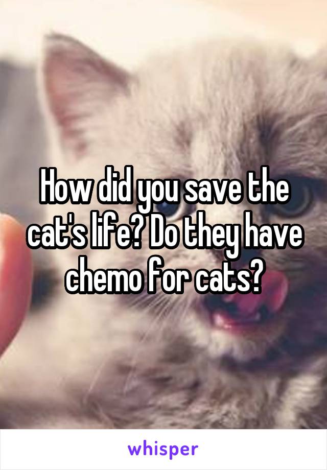 How did you save the cat's life? Do they have chemo for cats?