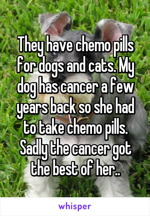 They have chemo pills for dogs and cats. My dog has cancer a few years back so she had to take chemo pills. Sadly the cancer got the best of her..