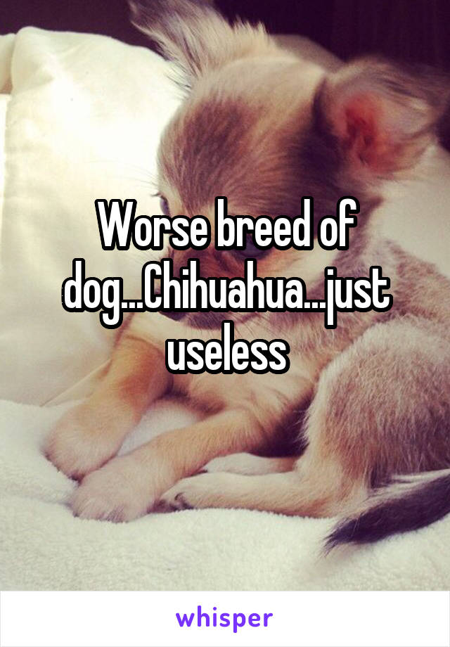 Worse breed of dog...Chihuahua...just useless
