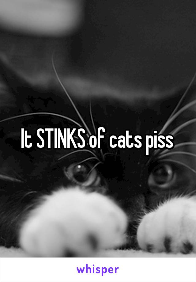 It STINKS of cats piss 