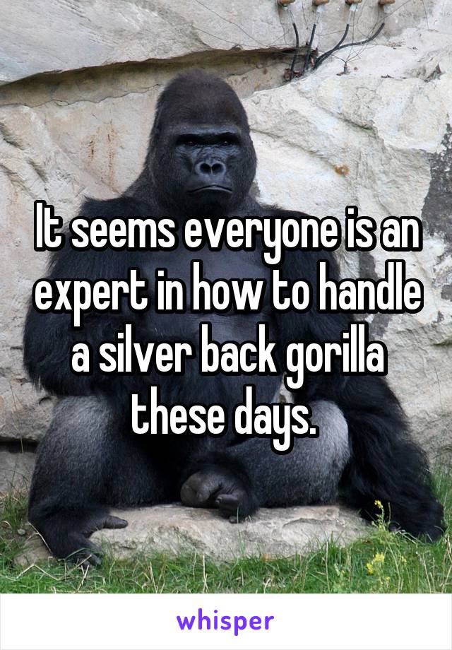 It seems everyone is an expert in how to handle a silver back gorilla these days. 