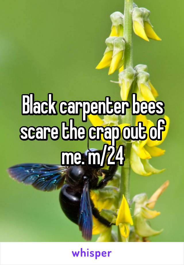 Black carpenter bees scare the crap out of me. m/24