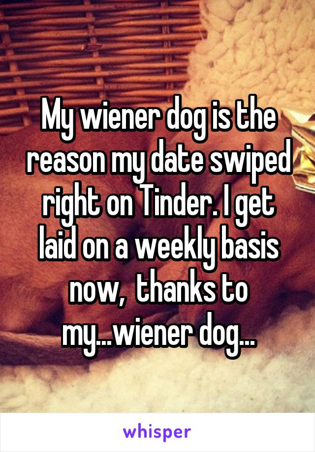 My wiener dog is the reason my date swiped right on Tinder. I get laid on a weekly basis now,  thanks to my...wiener dog...