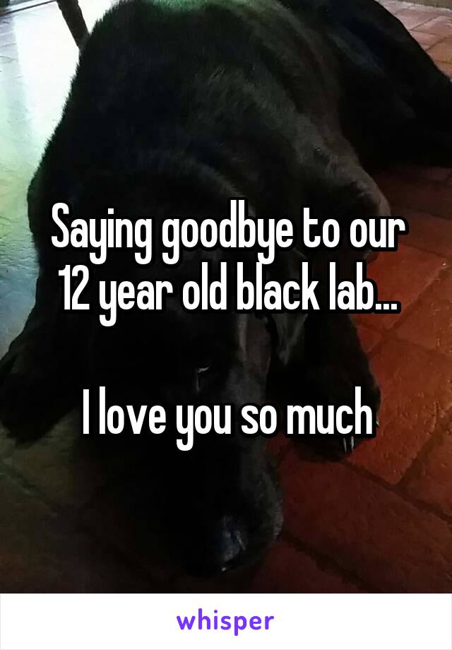 Saying goodbye to our 12 year old black lab...

I love you so much