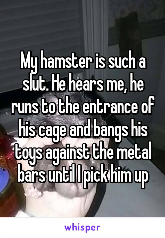 My hamster is such a slut. He hears me, he runs to the entrance of his cage and bangs his toys against the metal bars until I pick him up