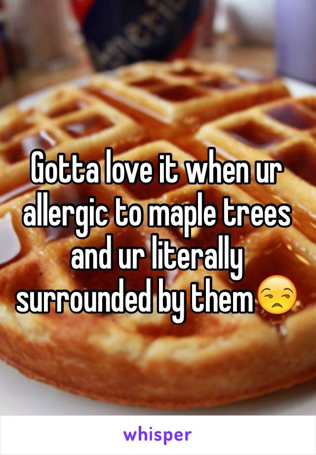 Gotta love it when ur allergic to maple trees and ur literally surrounded by them😒