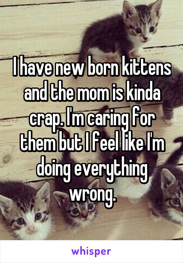 I have new born kittens and the mom is kinda crap. I'm caring for them but I feel like I'm doing everything wrong.